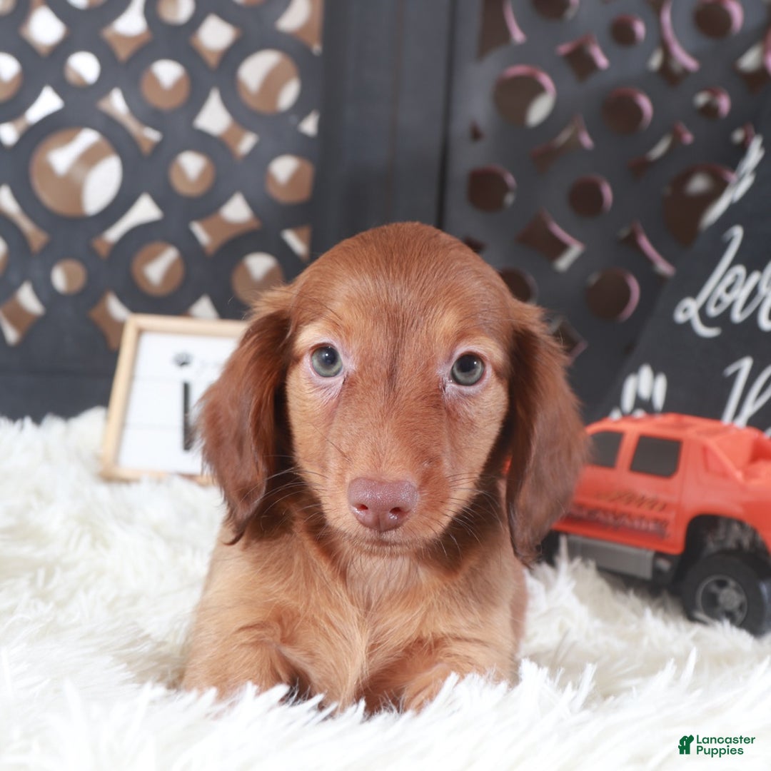 Miniature Dachshund dogs for sale: Miniature Dachshund Loki - Ad 6