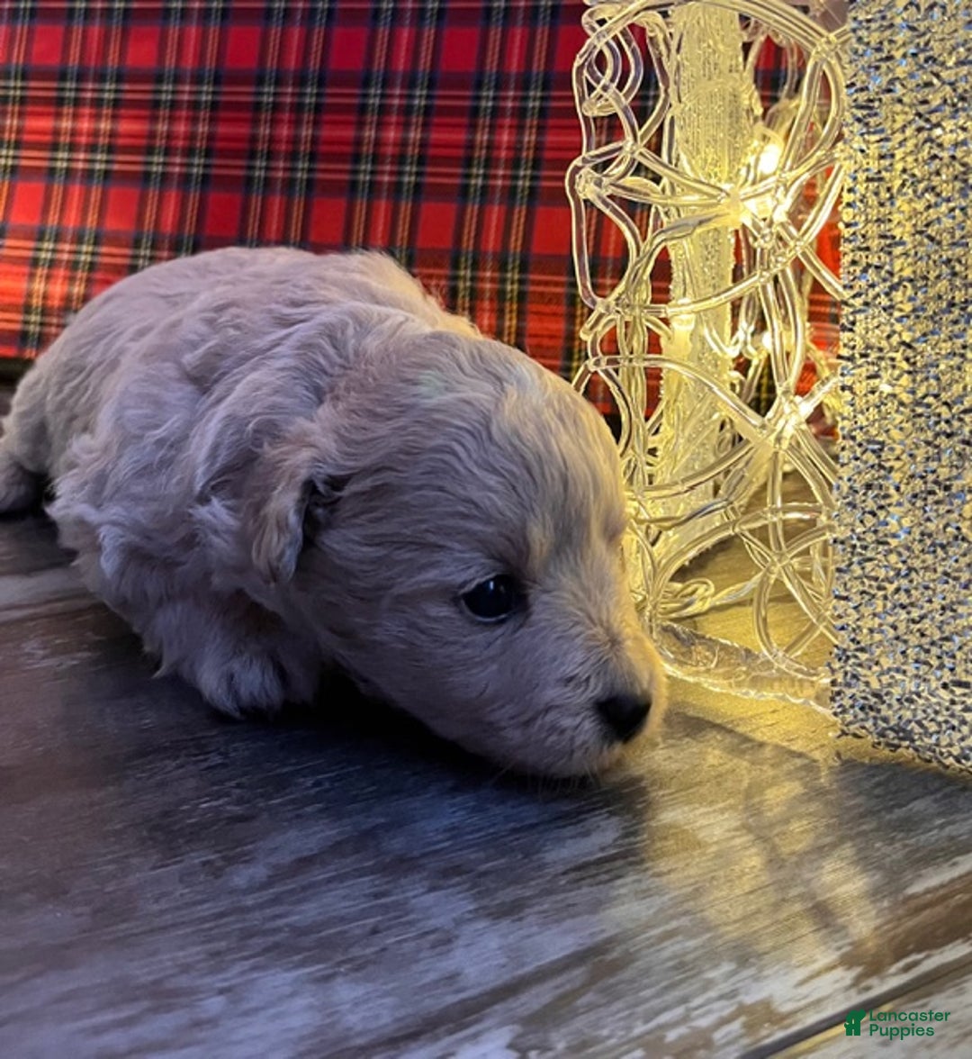 Pomapoo dogs for sale: Cindy Lou - Ad 2