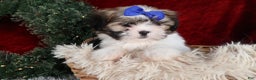 Shih Tzu dogs for sale: Jared - Ad 7