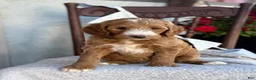 Goldendoodle dogs for sale: Capri - Ad 1