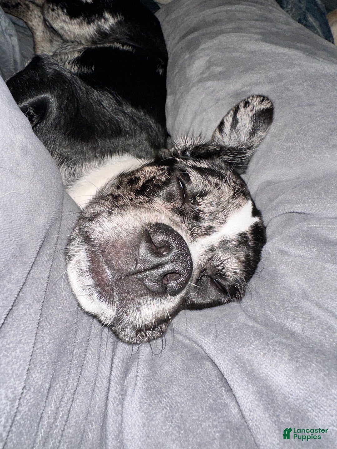 Puggle dogs for sale: Puggle Puppy 1 - Ad 4