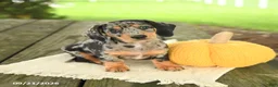 Miniature Dachshund dogs for sale: Asher - Ad 3