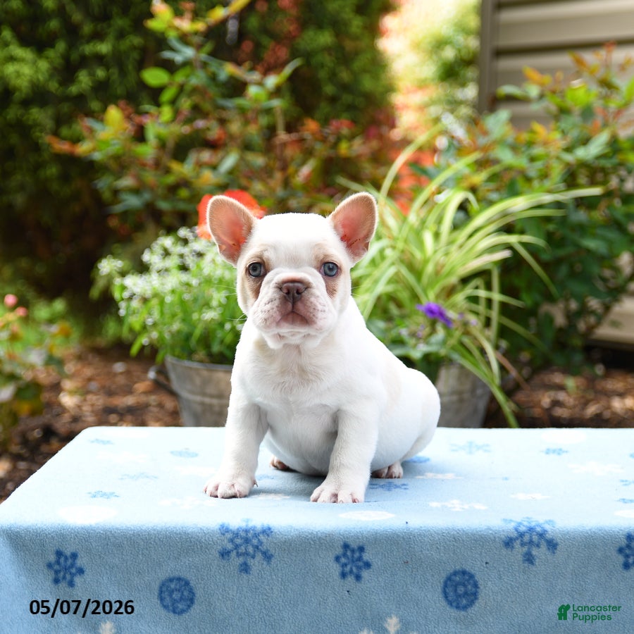 Frenchton dogs Jackson - Ad 1