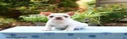 Frenchton dogs for sale: Jackson - Ad 1