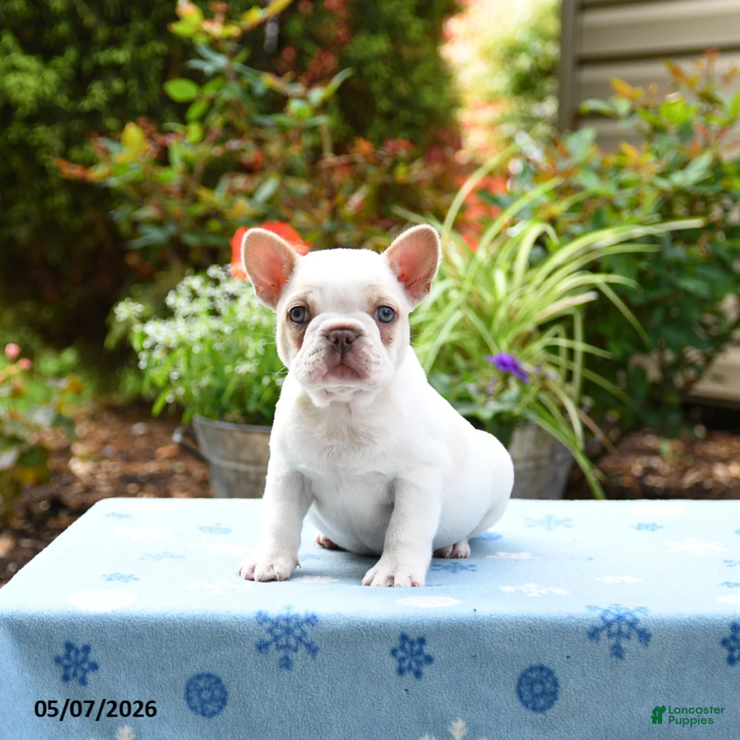 Frenchton dogs for sale: Jackson - Ad 1