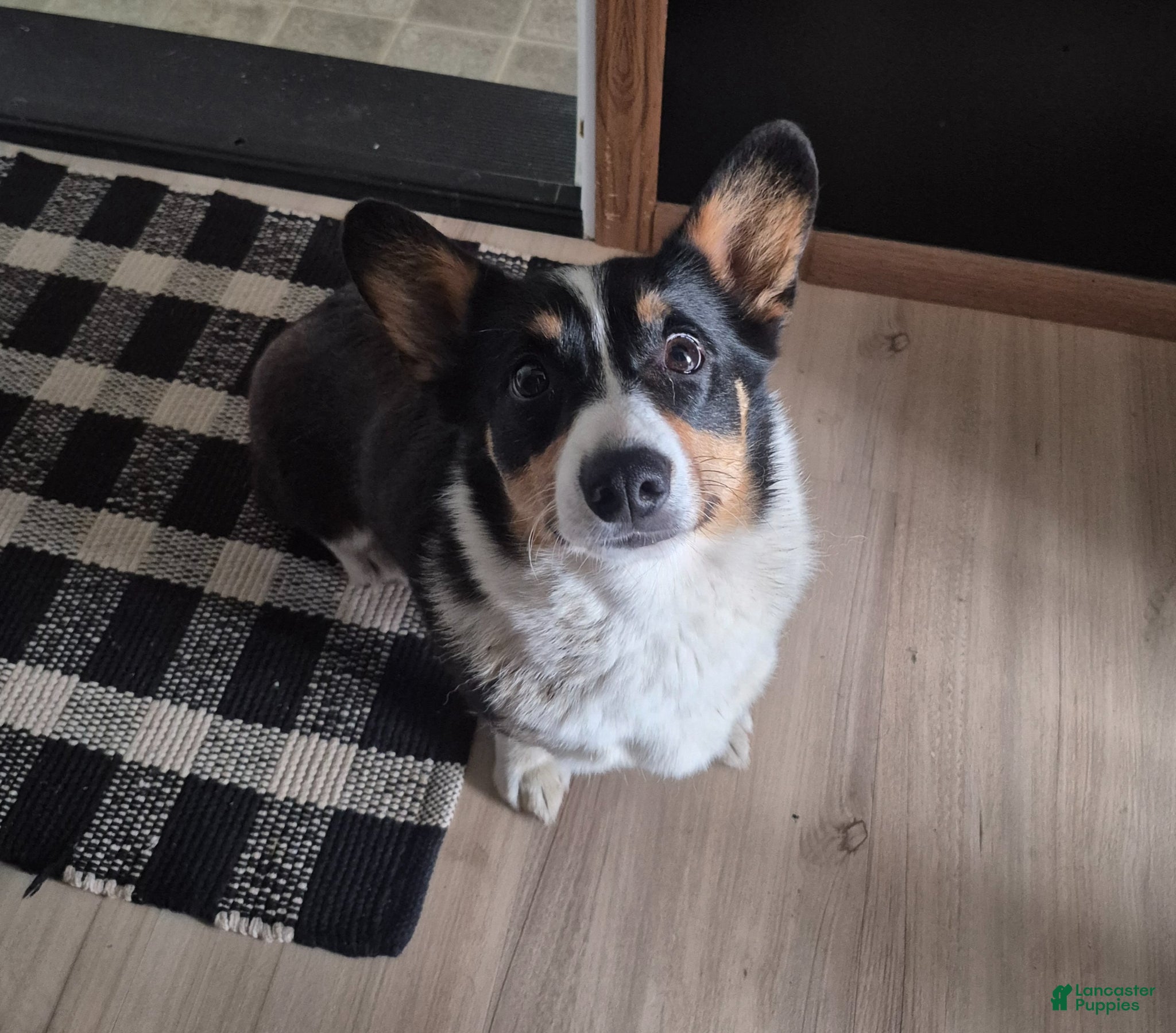 Welsh Corgi Pembroke dogs Izzy - Ad 2