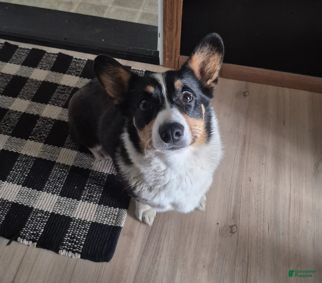 Welsh Corgi Pembroke dogs for sale: Otis - Ad 2