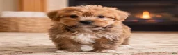Morkie dogs for sale: Rusty - Ad 6