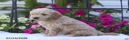 Mini Goldendoodle dogs for sale: Julie - Ad 4