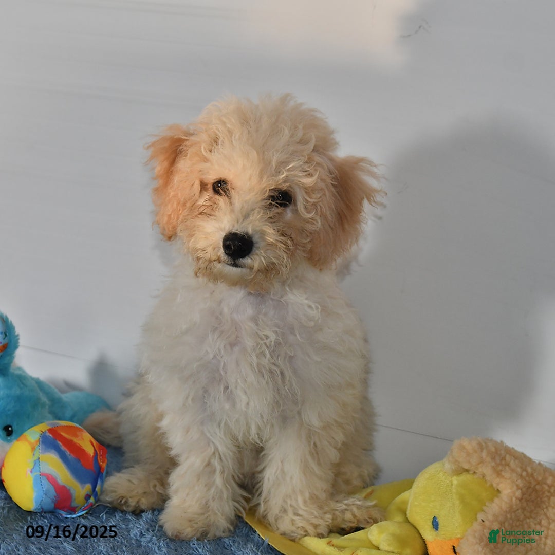Bichpoo dogs for sale: Cinderella - Ad 17