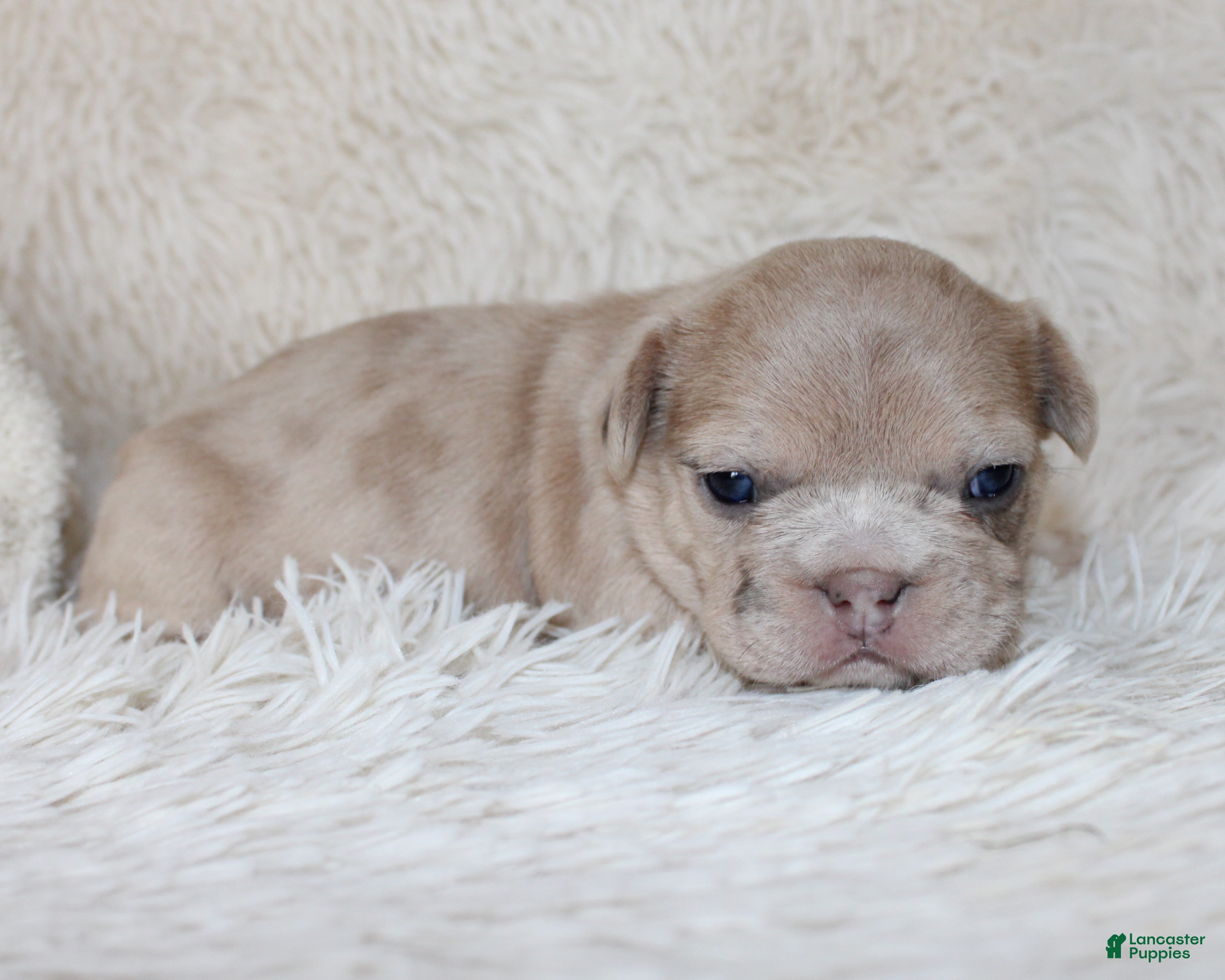 French Bulldog dogs Lassie - Ad 1