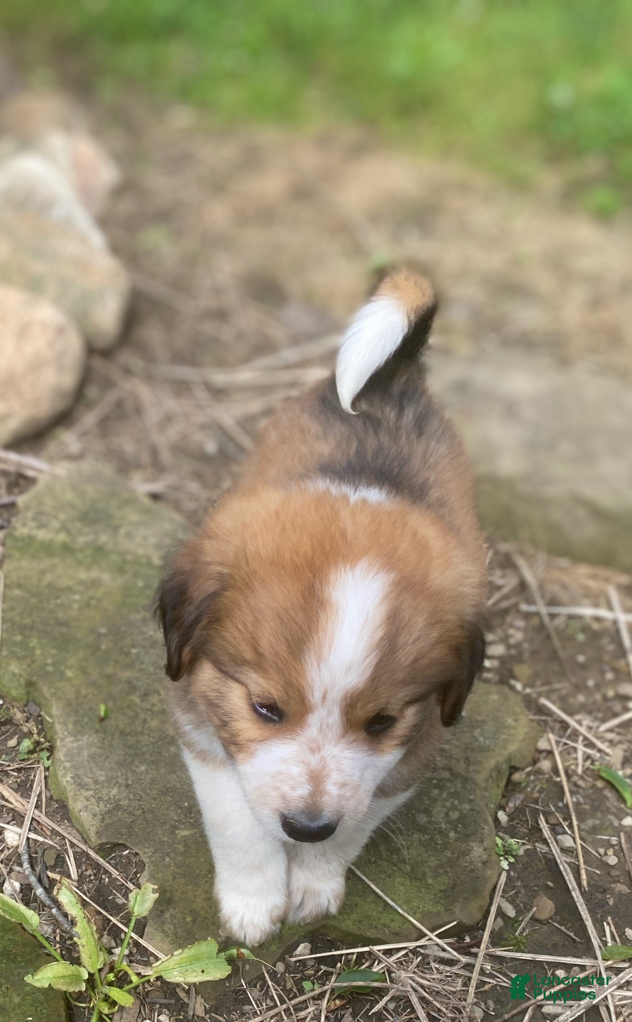 Mixed Breed dogs for sale: ♥️HAPPY GIRL HEIDI♥️ - Ad 3