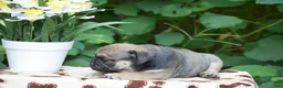 Olde English Bulldogge dogs for sale: Marcus - Ad 5