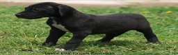 Great Dane dogs for sale: Maya - Ad 7