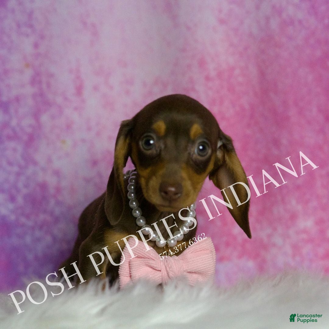 Miniature Dachshund dogs Godiva - Ad 38