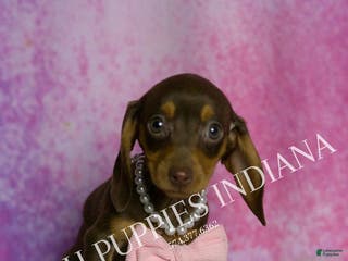 Miniature Dachshund dogs Godiva - Ad 11