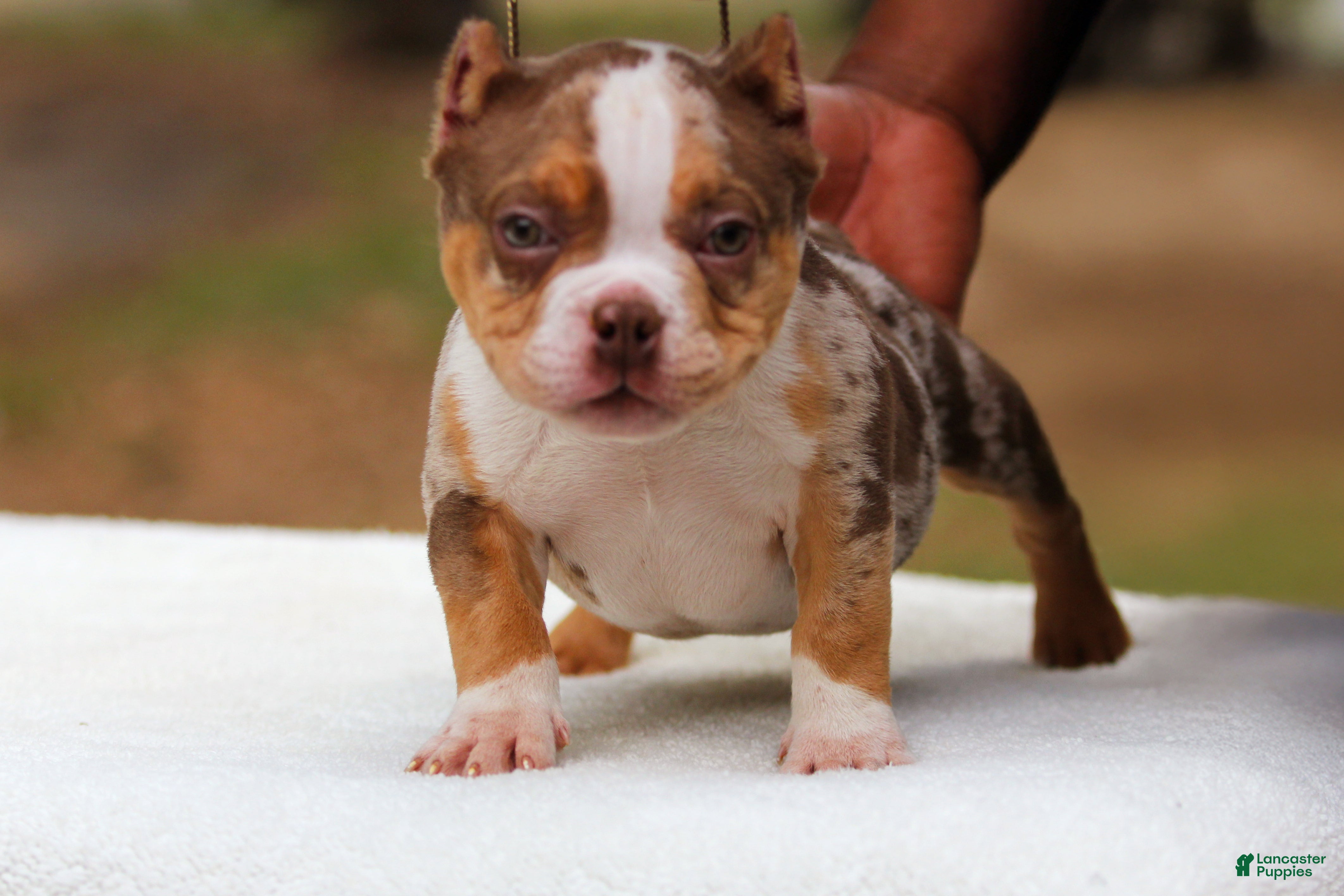 American Bully dogs Chocolate Tri Merle Male - Ad 1