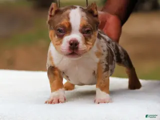 American Bully dogs for sale: Chocolate Tri Merle Male - Ad 3