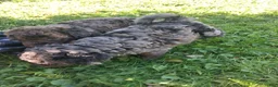 Mixed Breed dogs for sale: Stanley - Ad 9