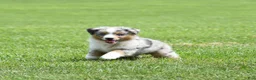 Miniature Australian Shepherd dogs for sale: London - Ad 2