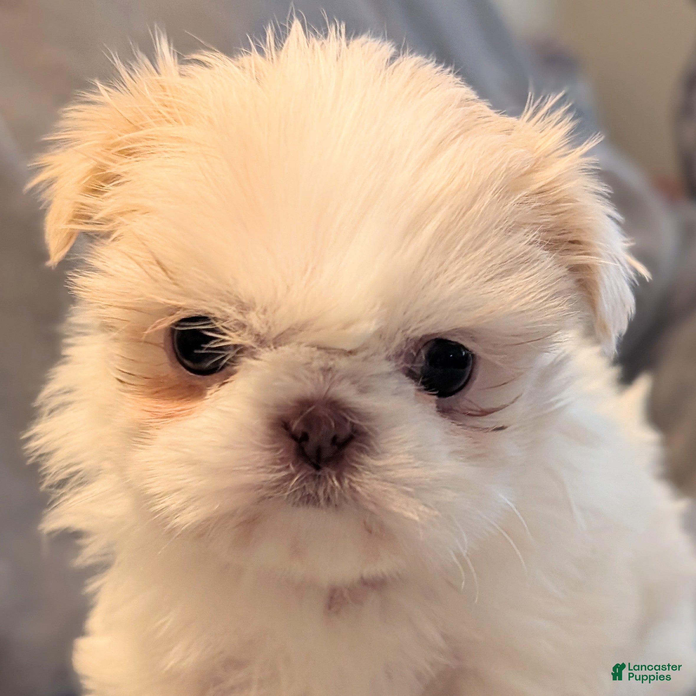 Shih Tzu dogs Finch - Ad 29