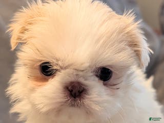 Shih Tzu dogs Finch - Ad 30