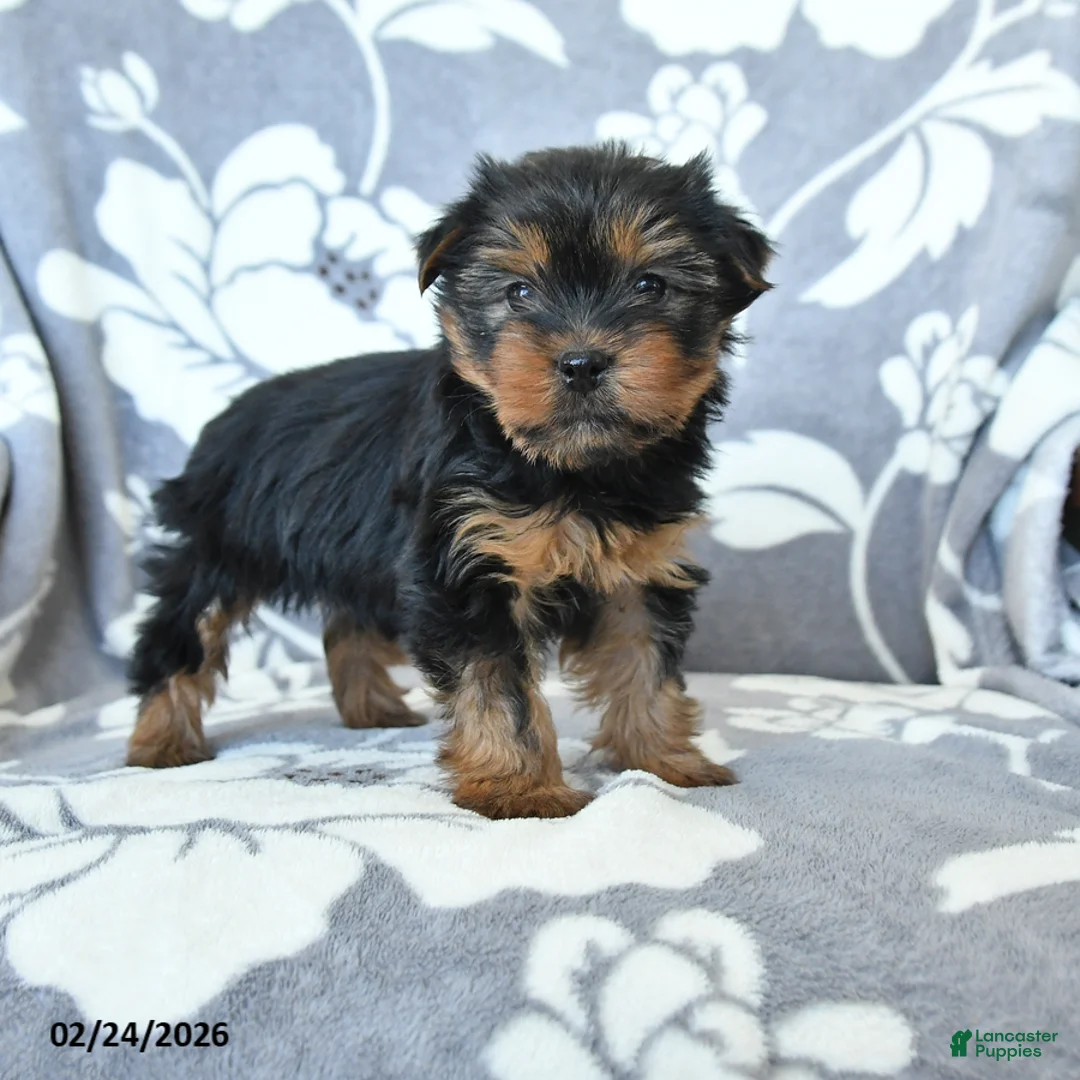 Yorkshire Terrier dogs for sale: Duke - Ad 1