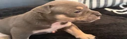 American Bully dogs for sale: Leviathan  - Ad 11