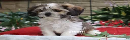 Mixed Breed dogs for sale: Nico - Ad 4