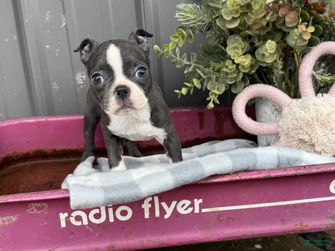 Boston Terrier dogs for sale: Apricot  - Ad 5