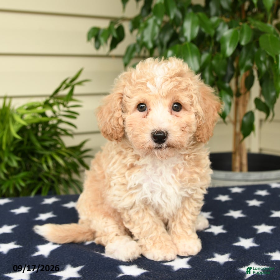 Bichpoo dogs Jordan - Ad 2