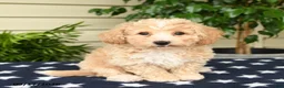 Bichpoo dogs for sale: Jordan - Ad 2
