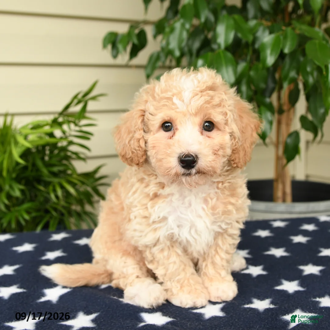 Bichpoo dogs for sale: Jordan - Ad 2