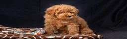 Mini Goldendoodle dogs for sale: Lori - Ad 4