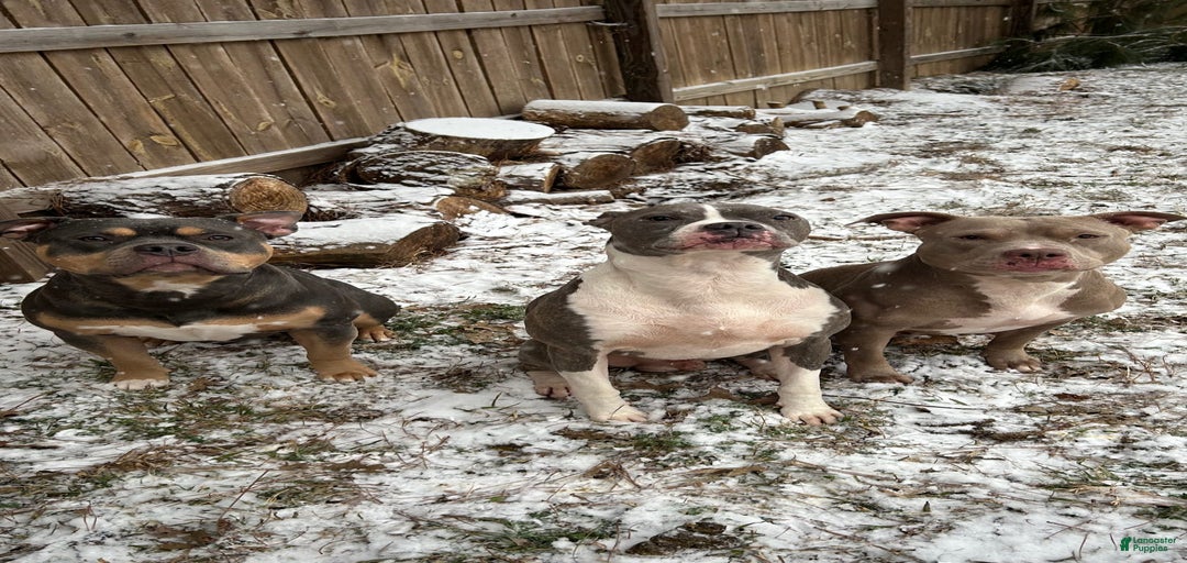 Gallery Image {{count}}