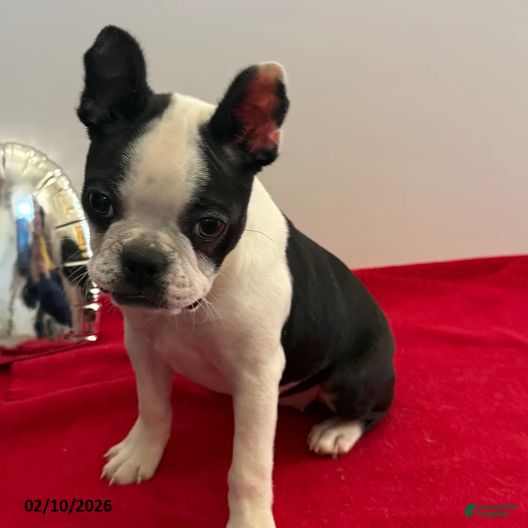 Boston Terrier dogs for sale: Lori - Ad 1
