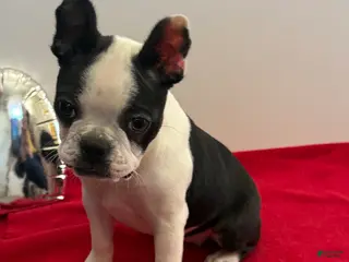 Boston Terrier dogs Lori - Ad 1