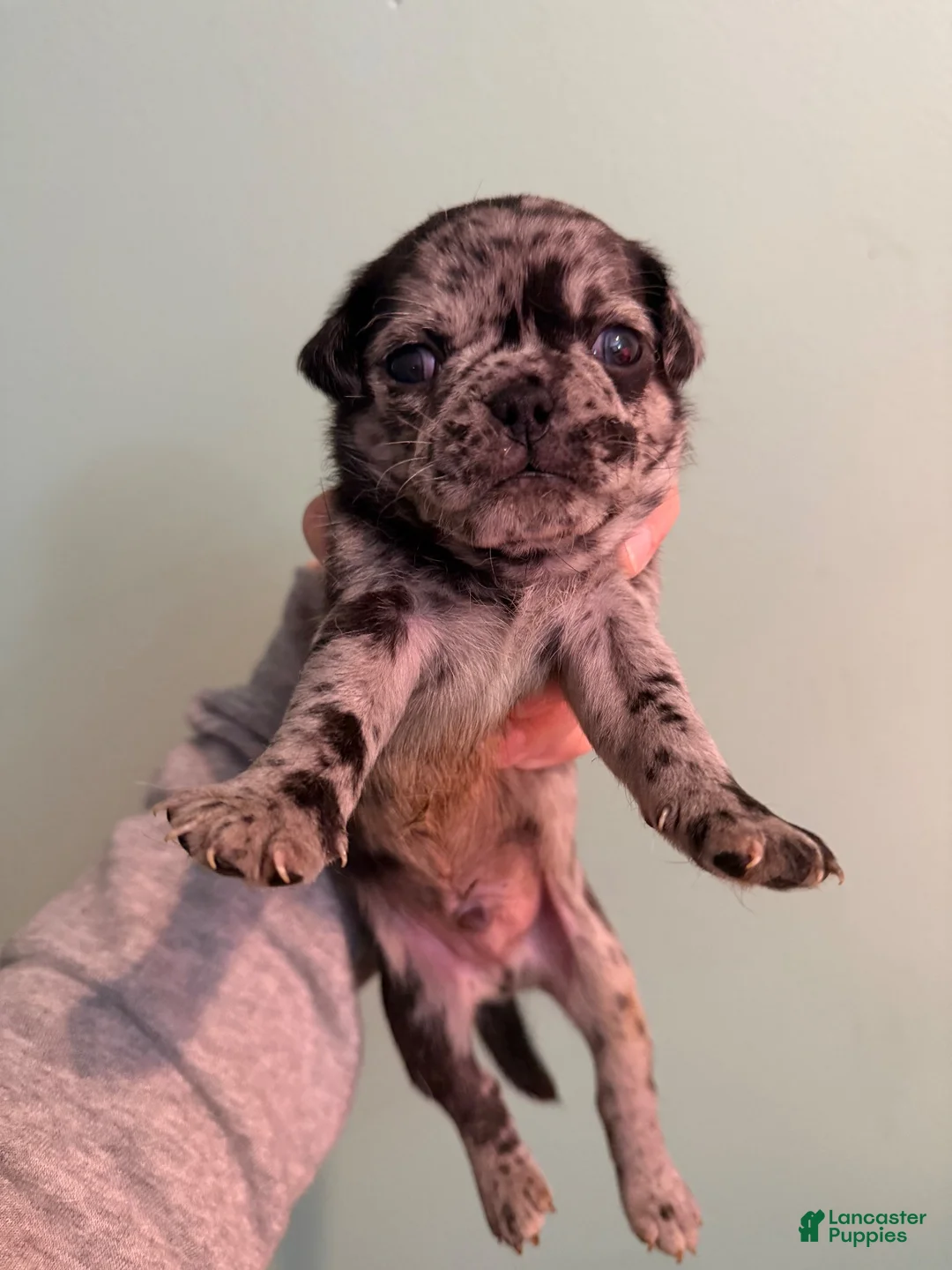 Pug dogs for sale: Pug 2 - Ad 2