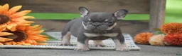 French Bulldog dogs for sale: Penny - Ad 5