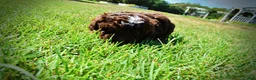 Havapoo dogs for sale: Juno-LABOR DAY SALE-TAKE $100 OFF!!! - Ad 10