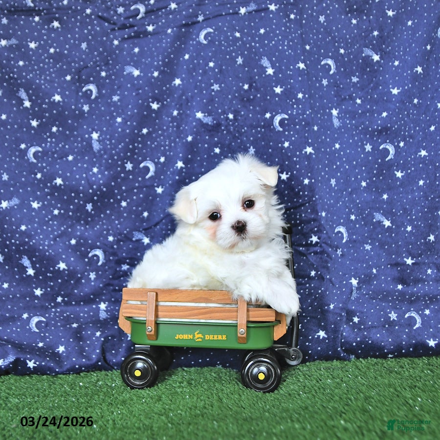 Maltese dogs Leo EXTRA SMALL - Ad 1