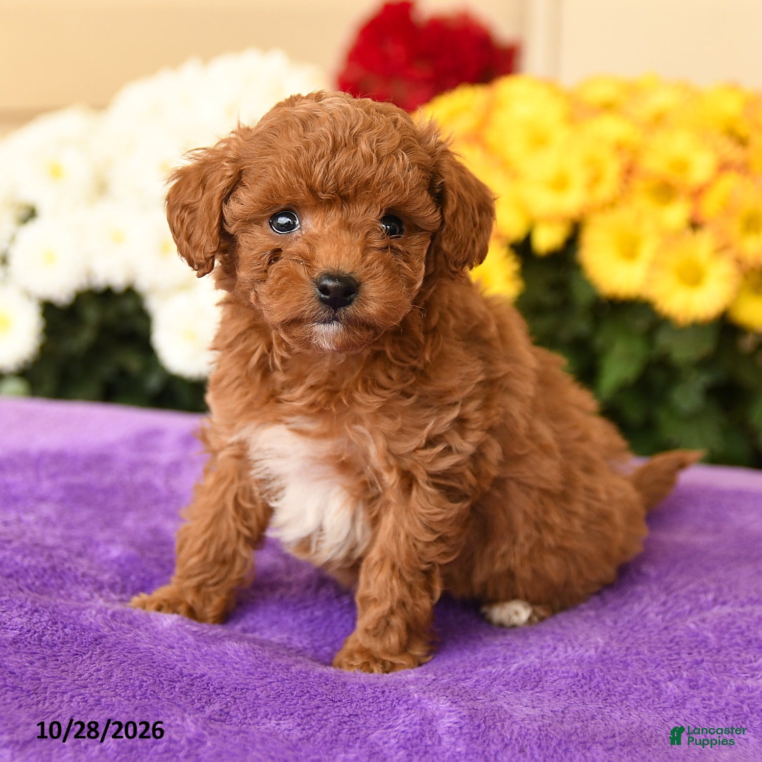 Toy Poodle dogs for sale: Scarlett - Ad 2