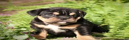 Beabull dogs for sale: Bonnie - Ad 1