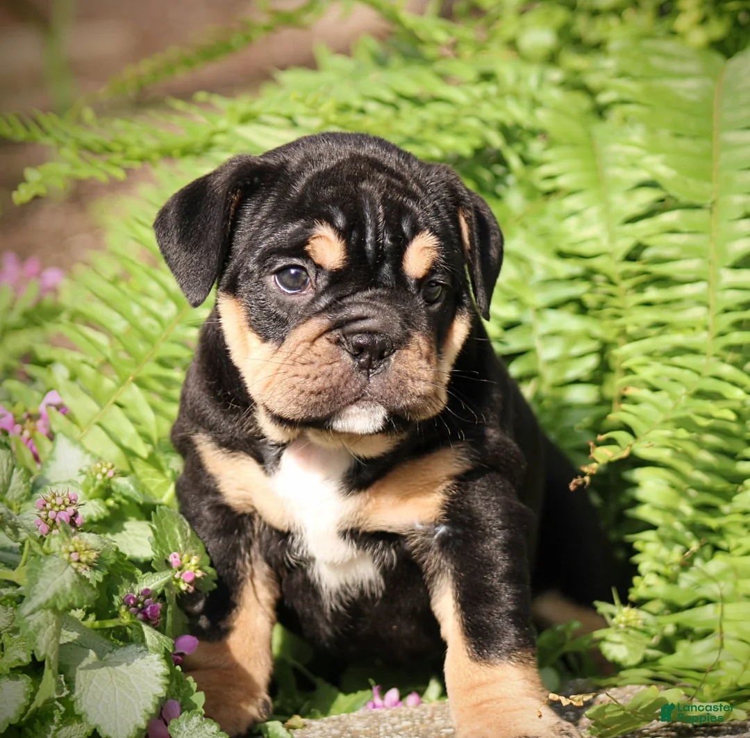 Beabull dogs for sale: Bonnie - Ad 1