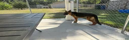 German Shepherd dogs for sale: Jemma  - Ad 4