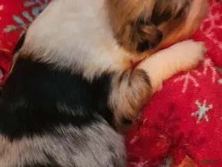 Miniature Australian Shepherd dogs Miniature Australian Shepherd Puppy 2 - Ad 23