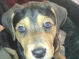 Mixed Breed dogs Teddy - Ad 10