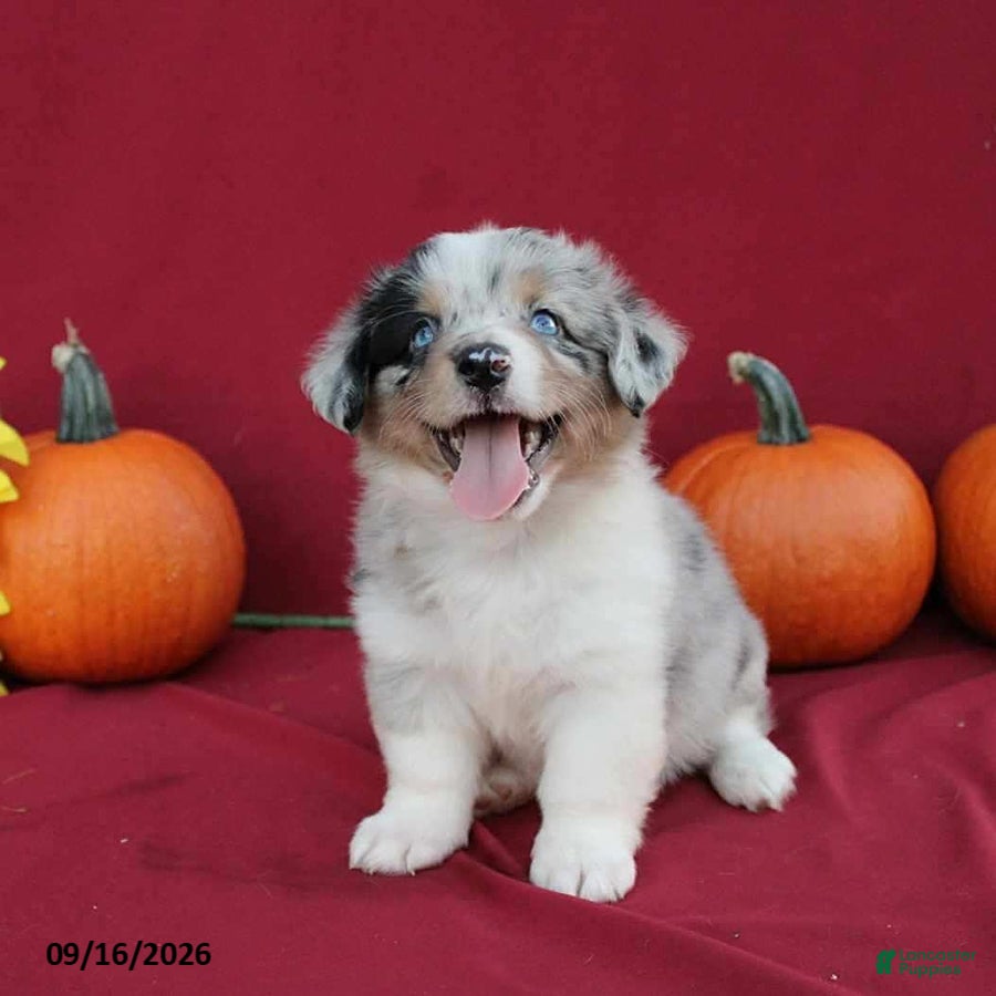Mixed Breed dogs Astro - Ad 1