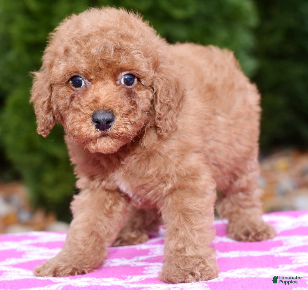 Miniature Poodle dogs for sale: Gibson - Ad 3