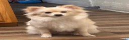 Pomeranian dogs for sale: Pomeranian 1 - Ad 1